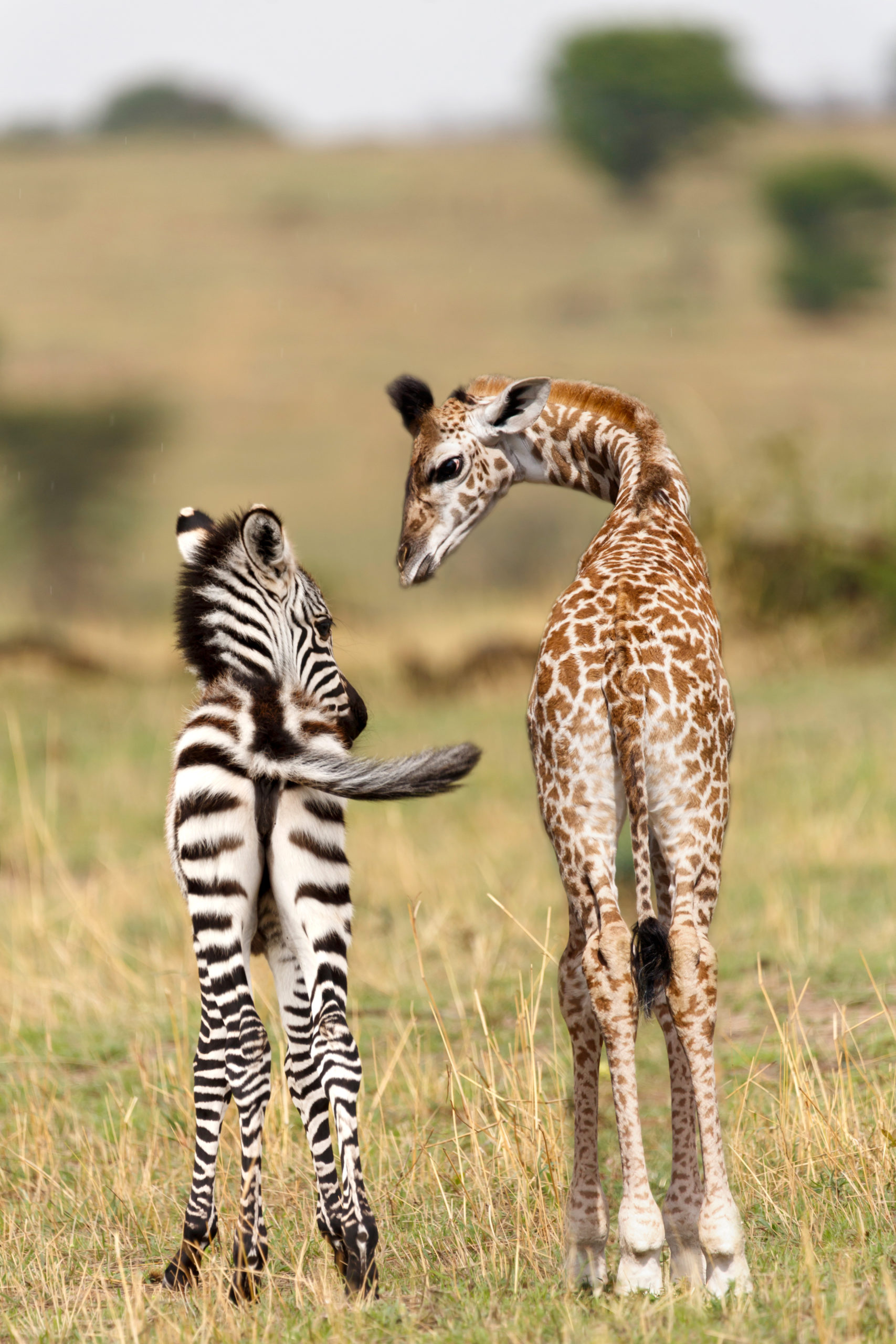 Voir des guépards en Tanzanie